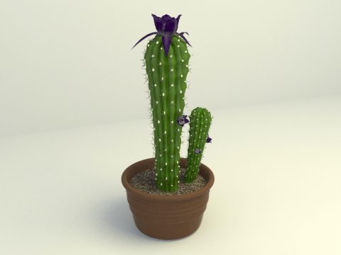 Cactus 3d model