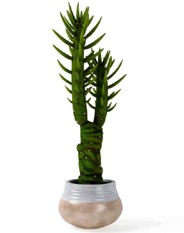 Cactus 3d model