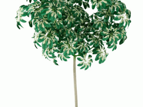 Plant 3d max model