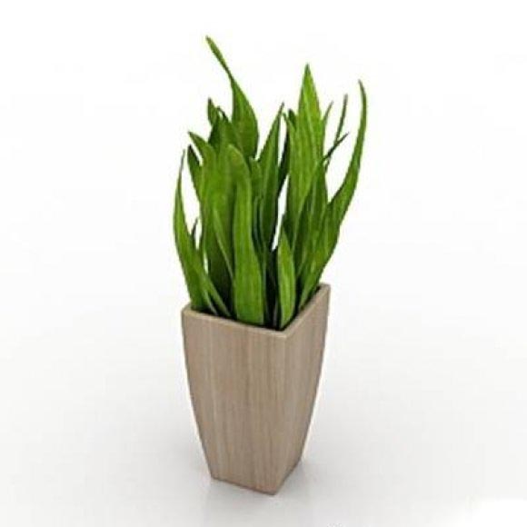 House plant 3D model