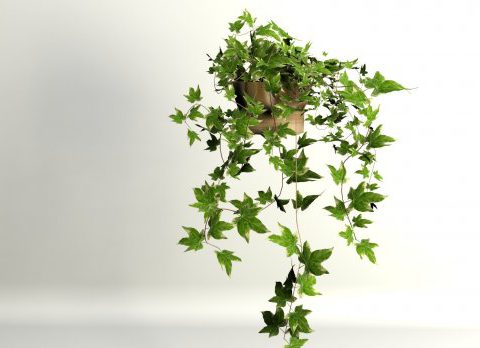 Ivy 3D model