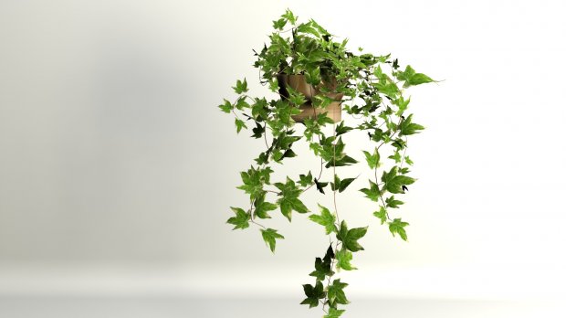 Ivy 3D model