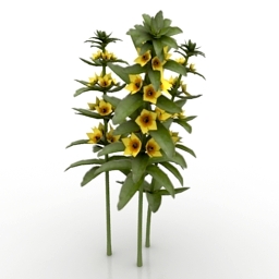 Flower Lysimachia punctata Alexander 3d model