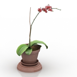 Flower Orchid 3d model