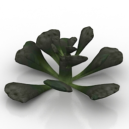 Plant Adromischus Cristatus 3d model