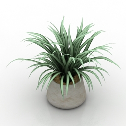 Plant Chlorophytum vase 3d model