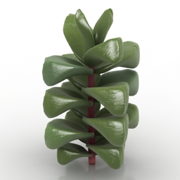Plant Crassula Cornuta 3d model