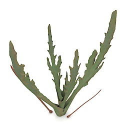 Plant Kalanhoe Synsepala 3d model