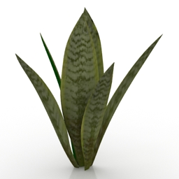 Plant Mother In Law Tongue 3d model