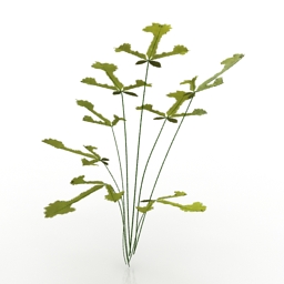 Plant Pteris Fern 3d model