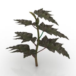 Plant Sawtooth Begonia 3d model
