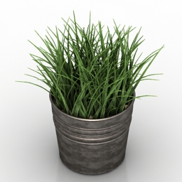Plant grass Wheat 3d model