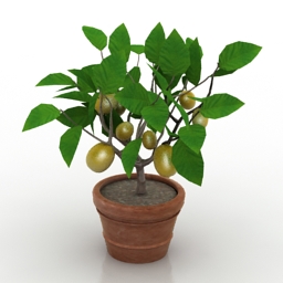 Plant lemon 3d model