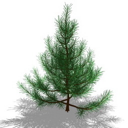 Fir-tree 3d model