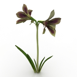 Flower Amaryllis Papillio 3d model