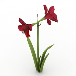 Flower Amaryllis 3d model