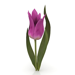 Flower Ballade Tulip 3d model