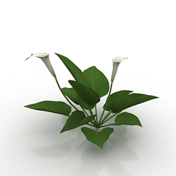 Flower Calla 3d model