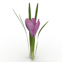Flower Crocus 3d model