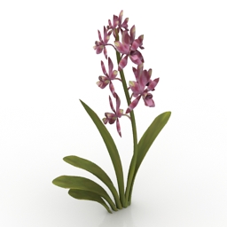 Flower Cymbidium Jewel Orchid 3d model