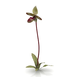 Flower Garnet Orchid 3d model free