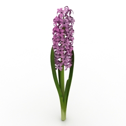 Flower Hyacinth 3d model