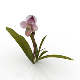 Flower Mt George Orchid 3d model