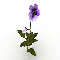 Flower Purple Pansey 3d model