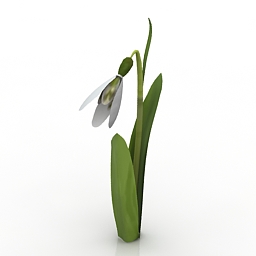 Flower Snowdrop 3d model