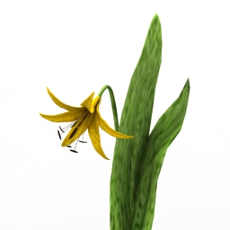 Flower Trout Lily 3d model