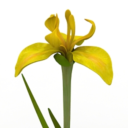 Flower Yellow Iris 3d model