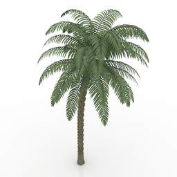 Palm Tree 3d Model Free Download