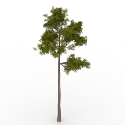 Pine-tree 3d model