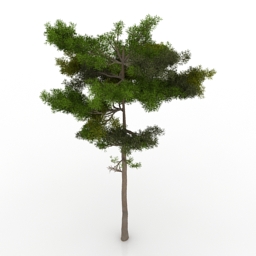 Pine tree 3d model download