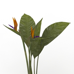 Plant Bird of Paradise 3d model