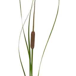 Plant Cattail 3d model