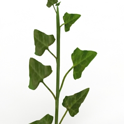 Plant Ivy 3d model