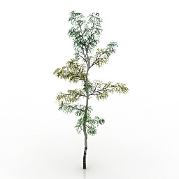 Tree birch 3d model download