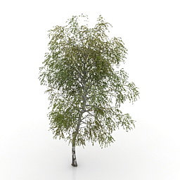 Tree birch 3d model