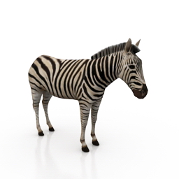 Zebra 3d model