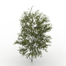 birch tree 3d model