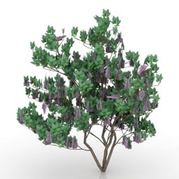 Bush lilac 3d model