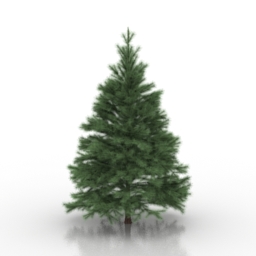 Conifers tree 3d model