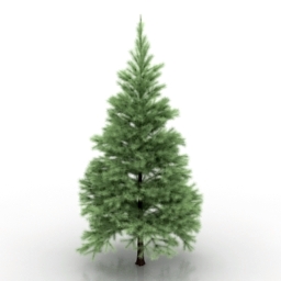 Conifers tree 3d model