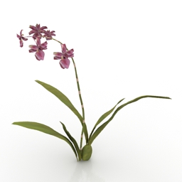 Flower Wildcat Orchid 3d model