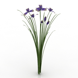 Flower irissibirica 3d model