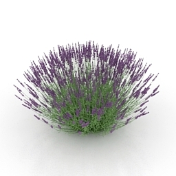 Flower lavender 3d model