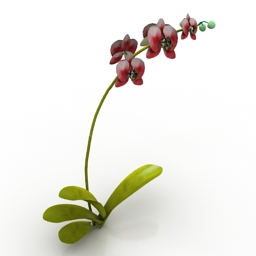 Flower orchid 3d model