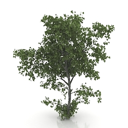 Linden tree 3d model