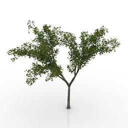 Maple Tree 3d model